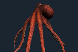 3DRT - Sealife - Octopus