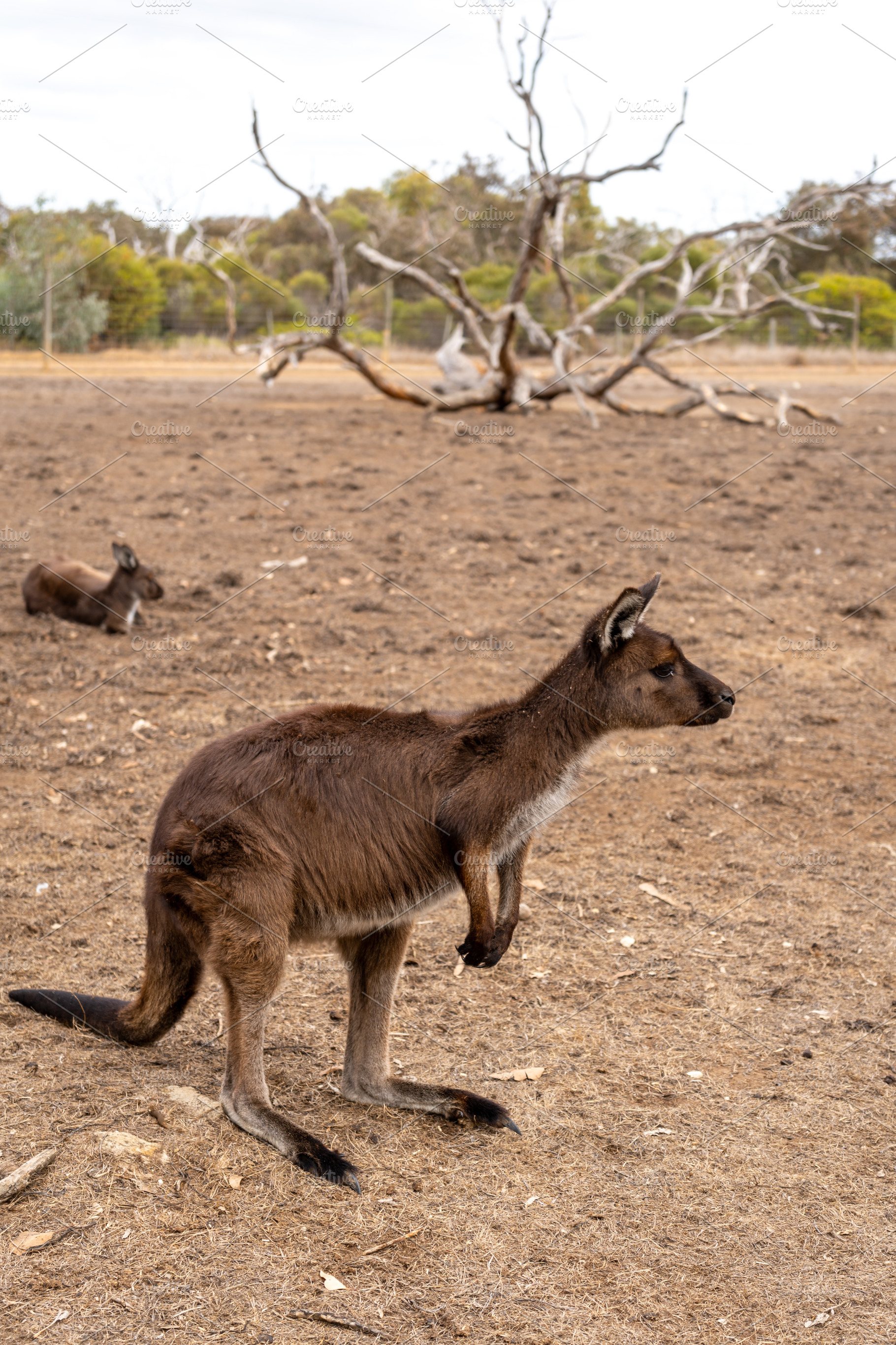 Kangaroos standing on dry ground on Kangaroo Island, Australia, an Animal Photo by GoodGoods