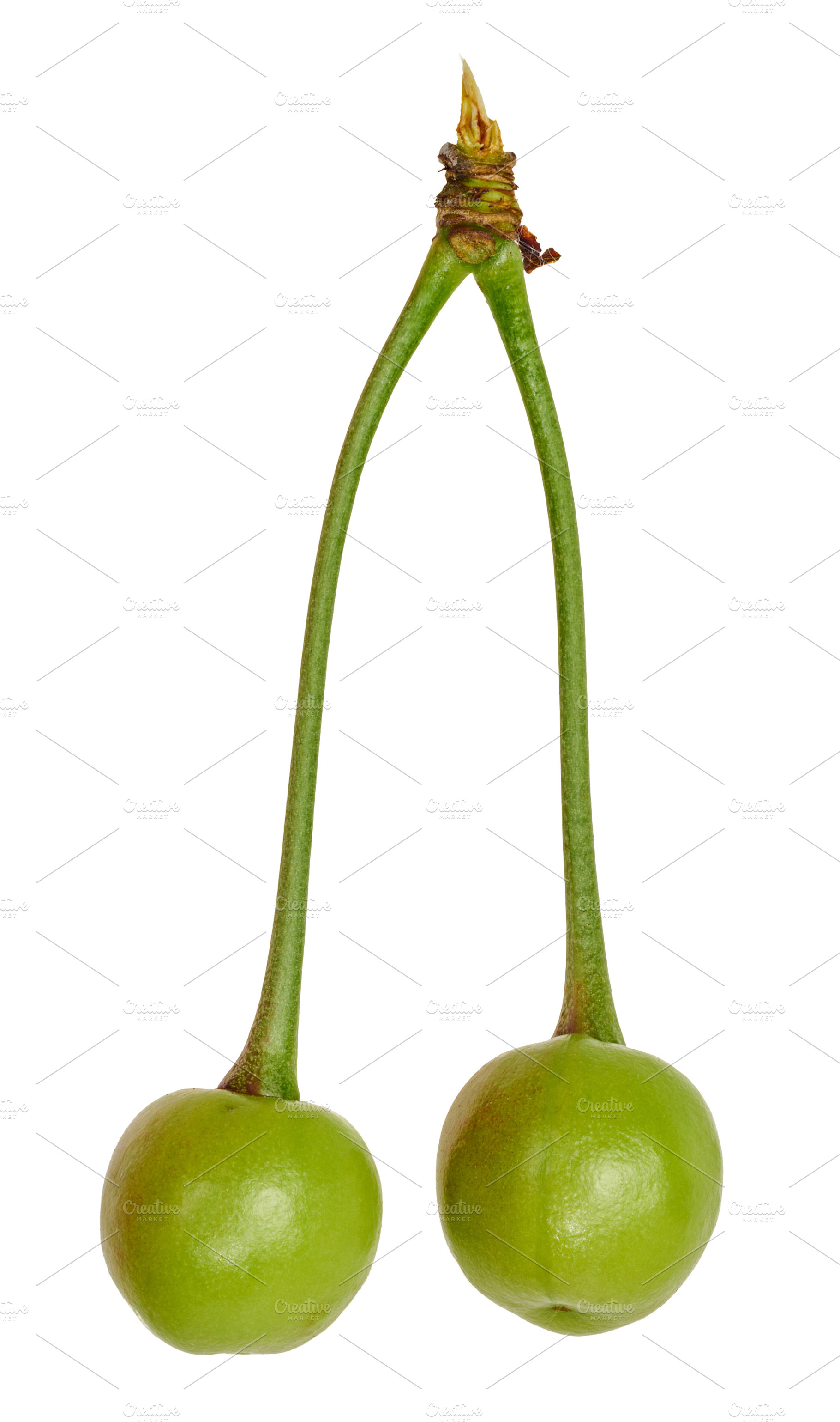 Two green unripe cherries on long connected stalks on an isolate, a Food & Drink Photo by ndanko