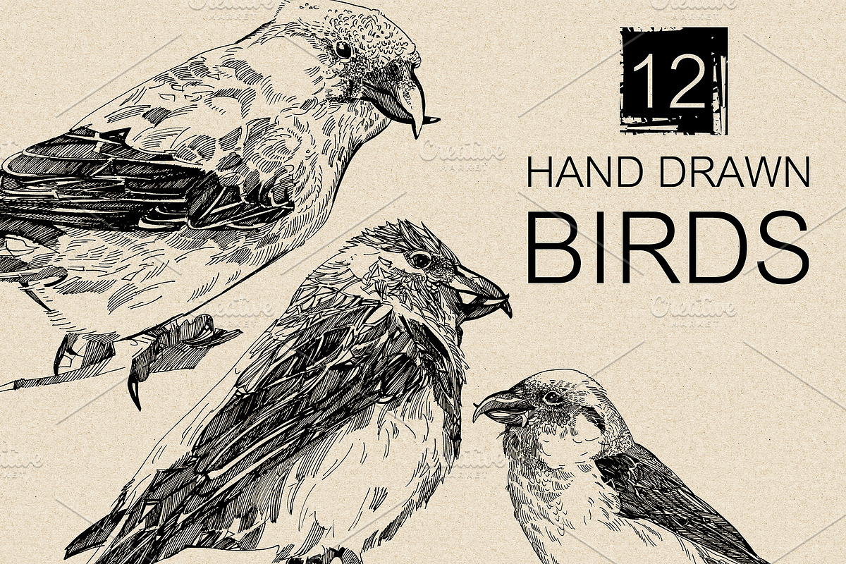12 Hand drawn birds, an Animal Illustration by Daria Maier (Photo 4 of 5)