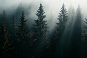 Golden Light Through Misty Forest, a Nature Photo by Virgo Studio