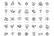 Set of Flowers and Herbs Icons, a Healthcare Illustration by Tettygreen (Thumbnail 4 of 4)