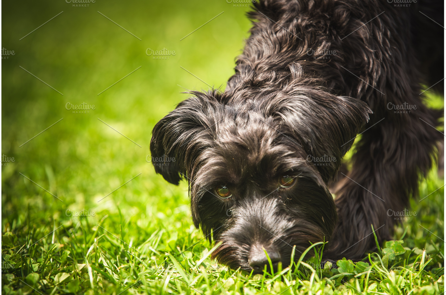 A Playful Yorkshire terrier Black, an Animal Photo by MadPhotos