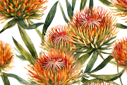 Pincushion Protea Flowers, a Decorative Illustration by Karliefie (Thumbnail 8 of 8)