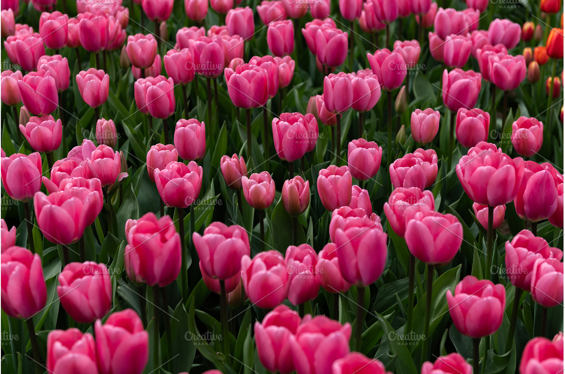Flowerbeds of blossoming tulips, a Nature Photo by MAnuta