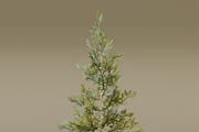The Sabalpine Fir Tree, a Plants & Tree 3D Model by FuturePastCreatives (Thumbnail 6 of 6)