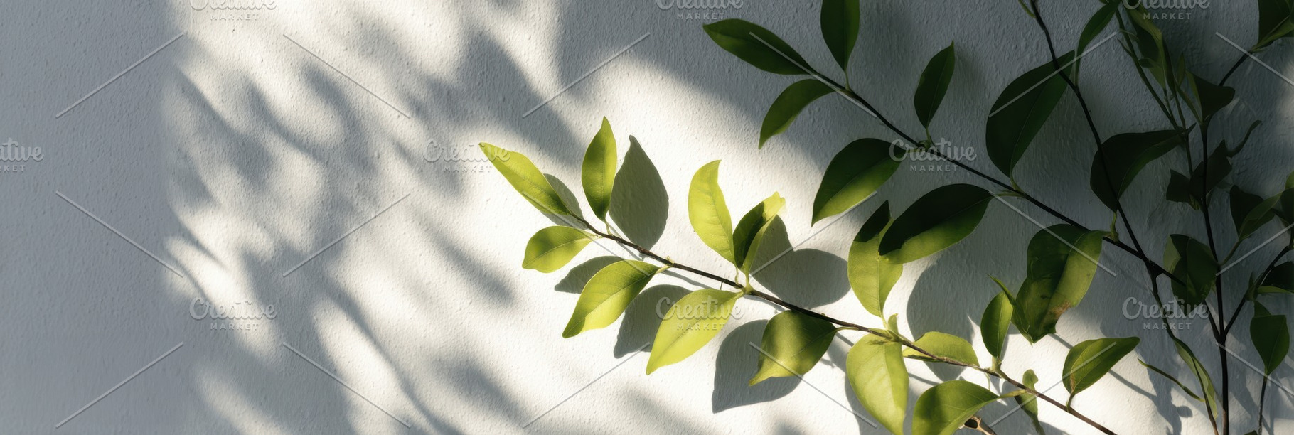 Leaf Shadows on White Wall, a Nature Photo by Virgo Studio