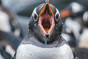 236 surprised animals, an Animal Photo by Handmadefont (Thumbnail 239 of 241)