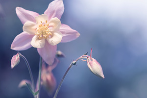 Pink delicate aquilegia on a blue