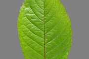 Bundle of isolated green leaves, a Nature Photo by Anatoliy Sadovskiy (Thumbnail 2 of 10)