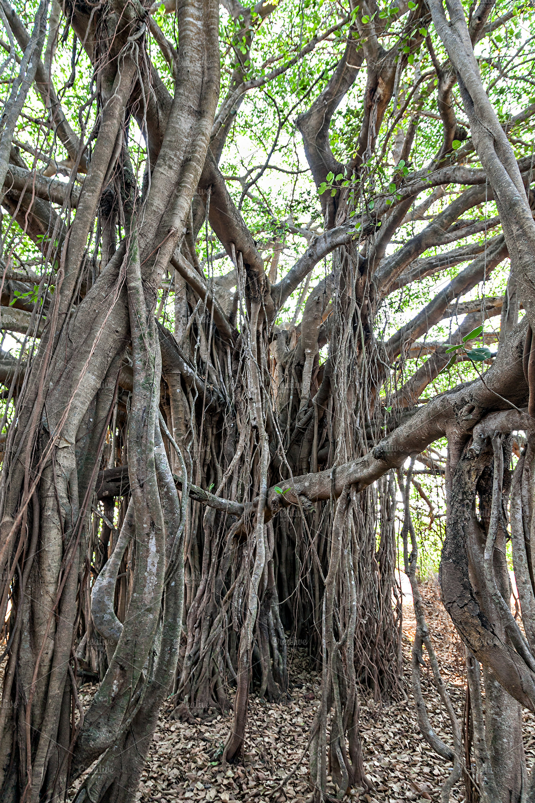 Banyan tree, a Photo by saiko3p