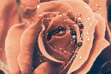 Vintage red rose stock photo containing vintage and rose, a Nature Photo by yongkiet jitwattanatam