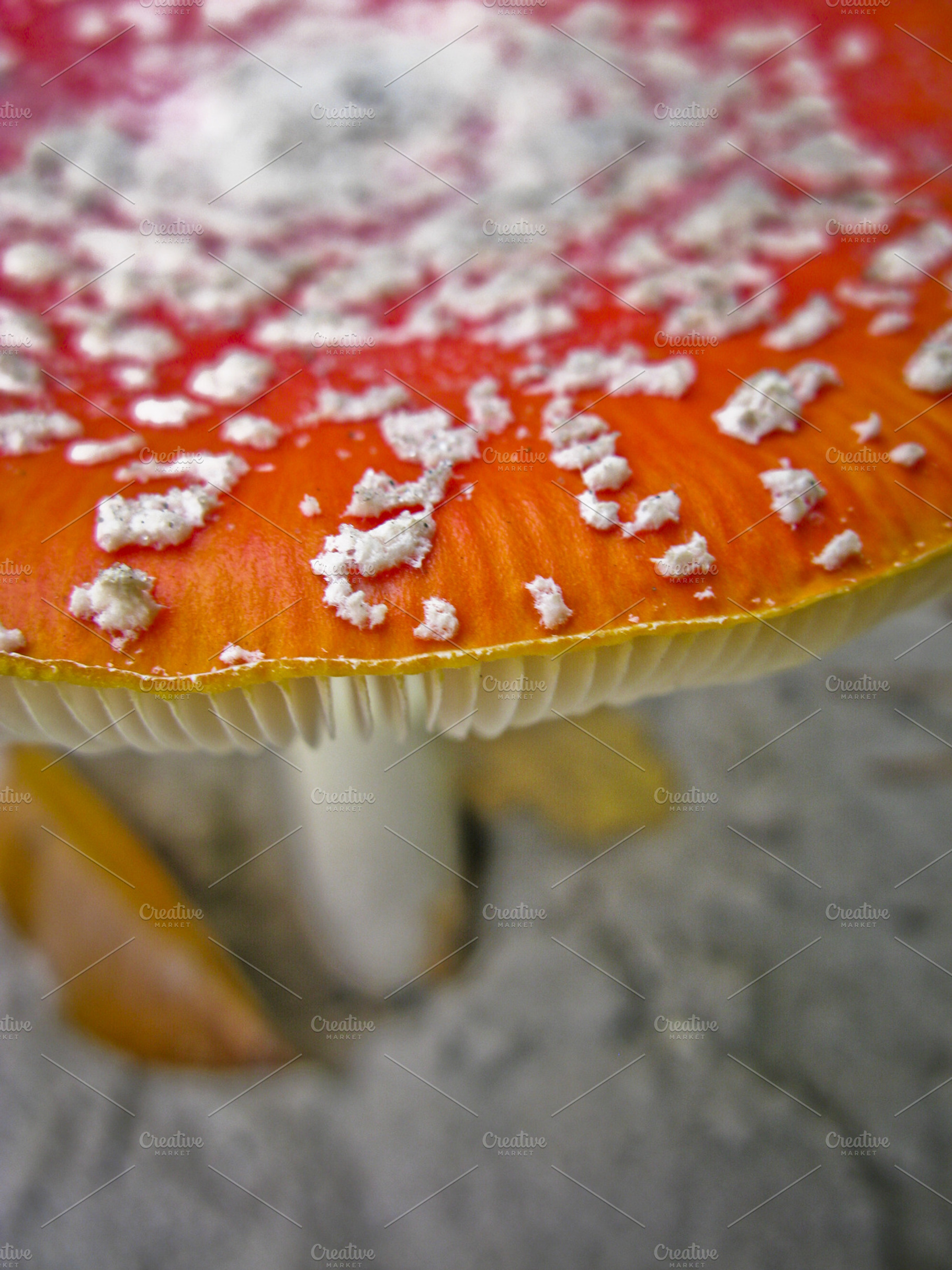 Amanita Muscaria Featuring Amanita Muscaria Red And Close Up