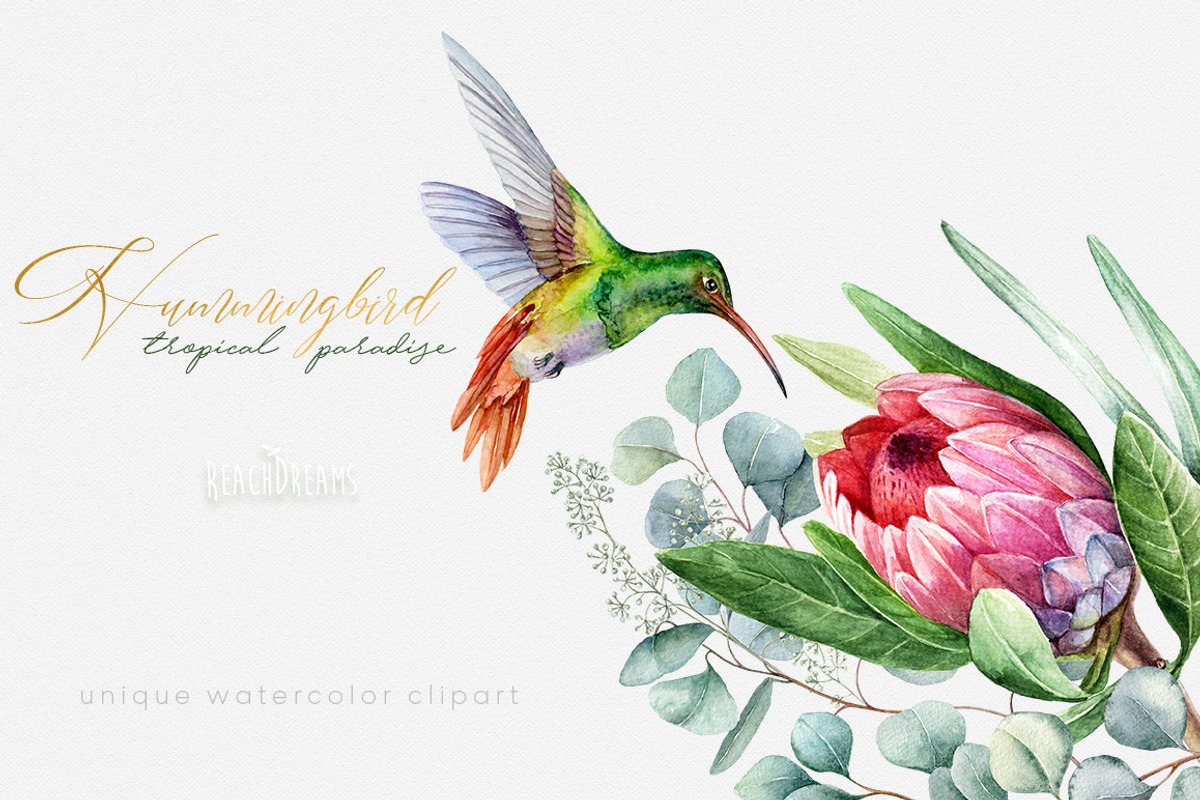Hummingbird Birds Collection, an Illustration by ReachDreams (Photo 4 of 5)