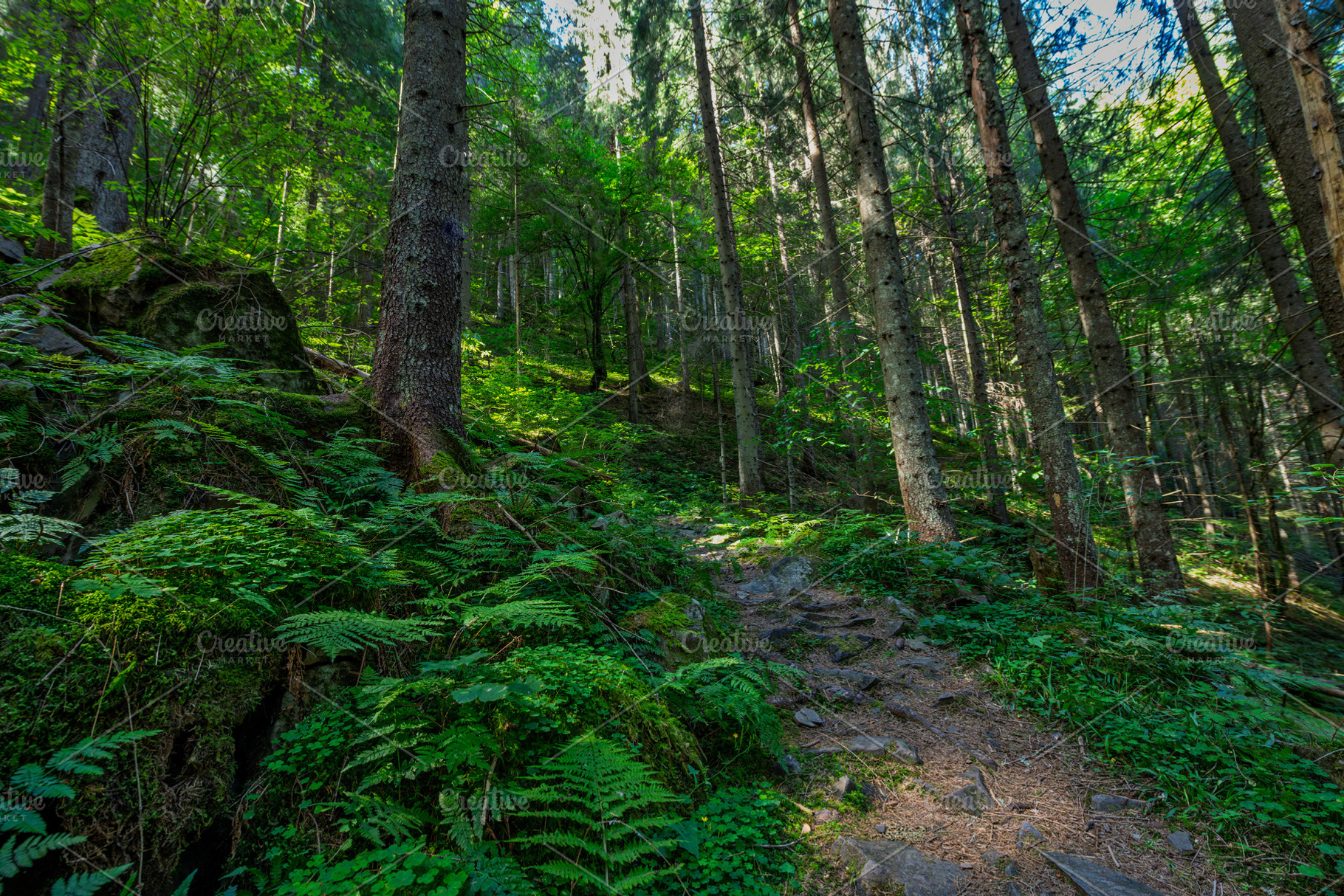 Lush green forest path, a Nature Photo by Byrdyak