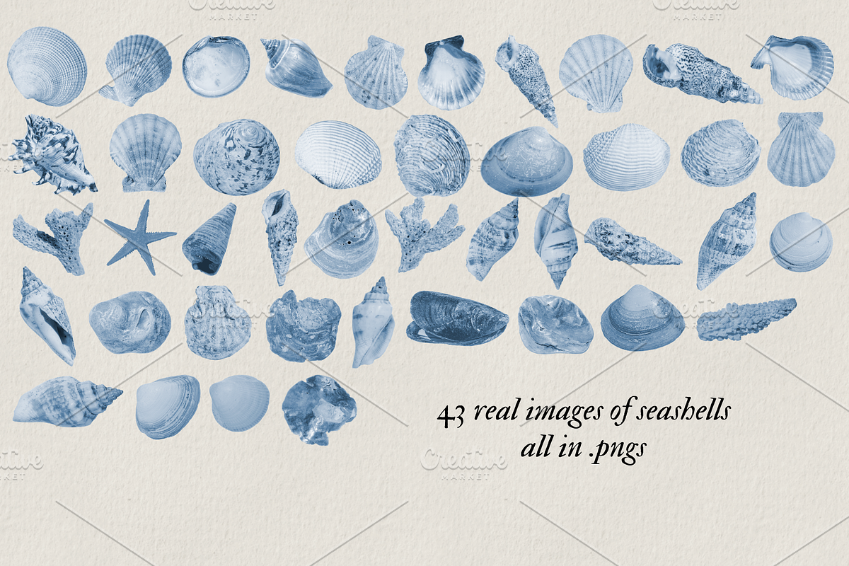 Shells of the sea, a Nature Photo by studiottander (Photo 3 of 5)