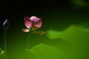 Pink Lotus Flowers Bundle, a Nature Photo by Corner Croft Mockups (Thumbnail 5 of 5)