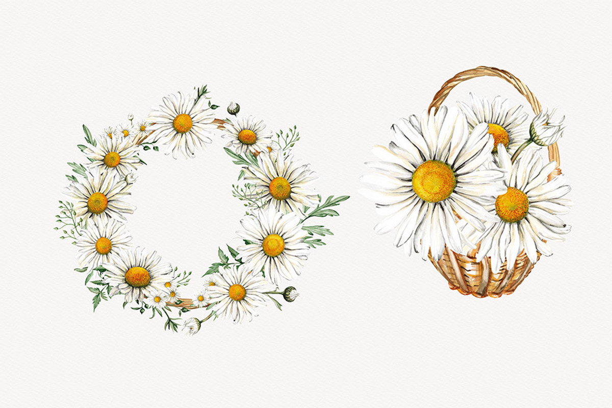 Watercolour Daisies Clipart, a Decorative Illustration by STASIstudio (Photo 3 of 3)