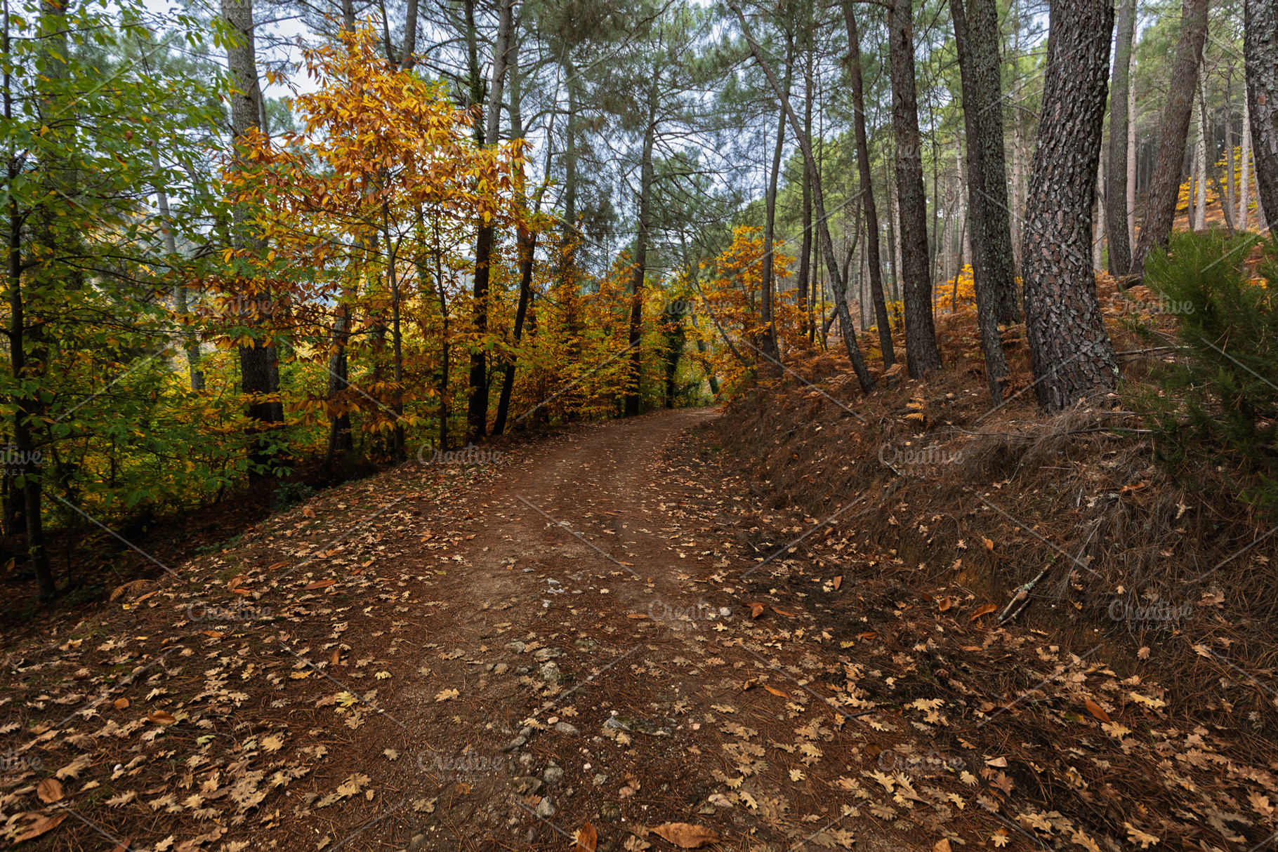 Autumn Forest Path Covered in Dry Le, a Nature Photo by Perpis