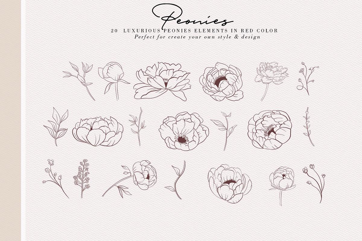 Peonies Hand Draw, an Illustration by Luiz da Rolt Grathwohl (Photo 3 of 8)