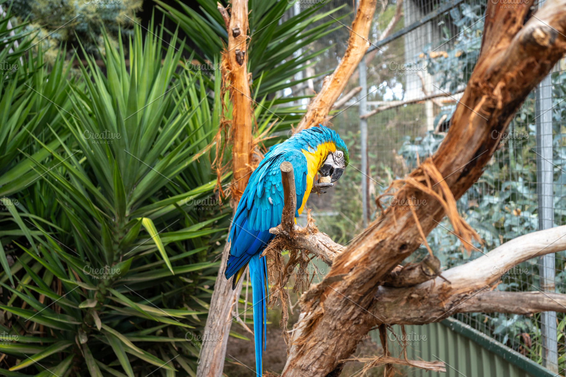 Blue-and-yellow macaw perched on a branch in Kangaroo Island, Au, an Animal Photo by GoodGoods