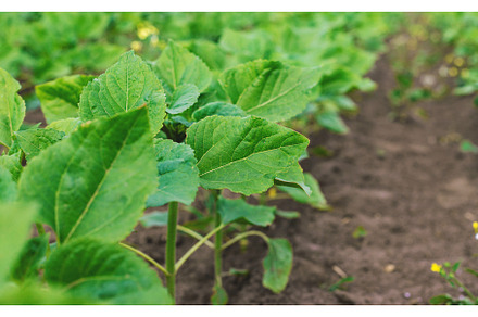 Small sunflower sprouts on the field, a Nature Photo by yanadjana