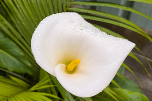 Calla Lily Flower With Rain Drops, a Nature Photo by THP Creative