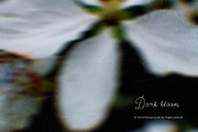 Dark bloom. Floral Backgrounds, a Background Graphic by PaperJamLab (Thumbnail 3 of 14)