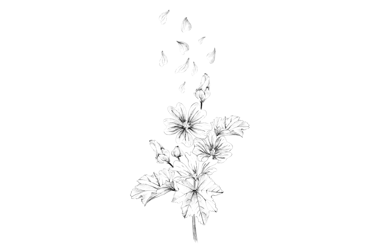 Malva (Mallow) Hand Sketches, an Object Graphic by VictoriaKStudio (Photo 6 of 8)