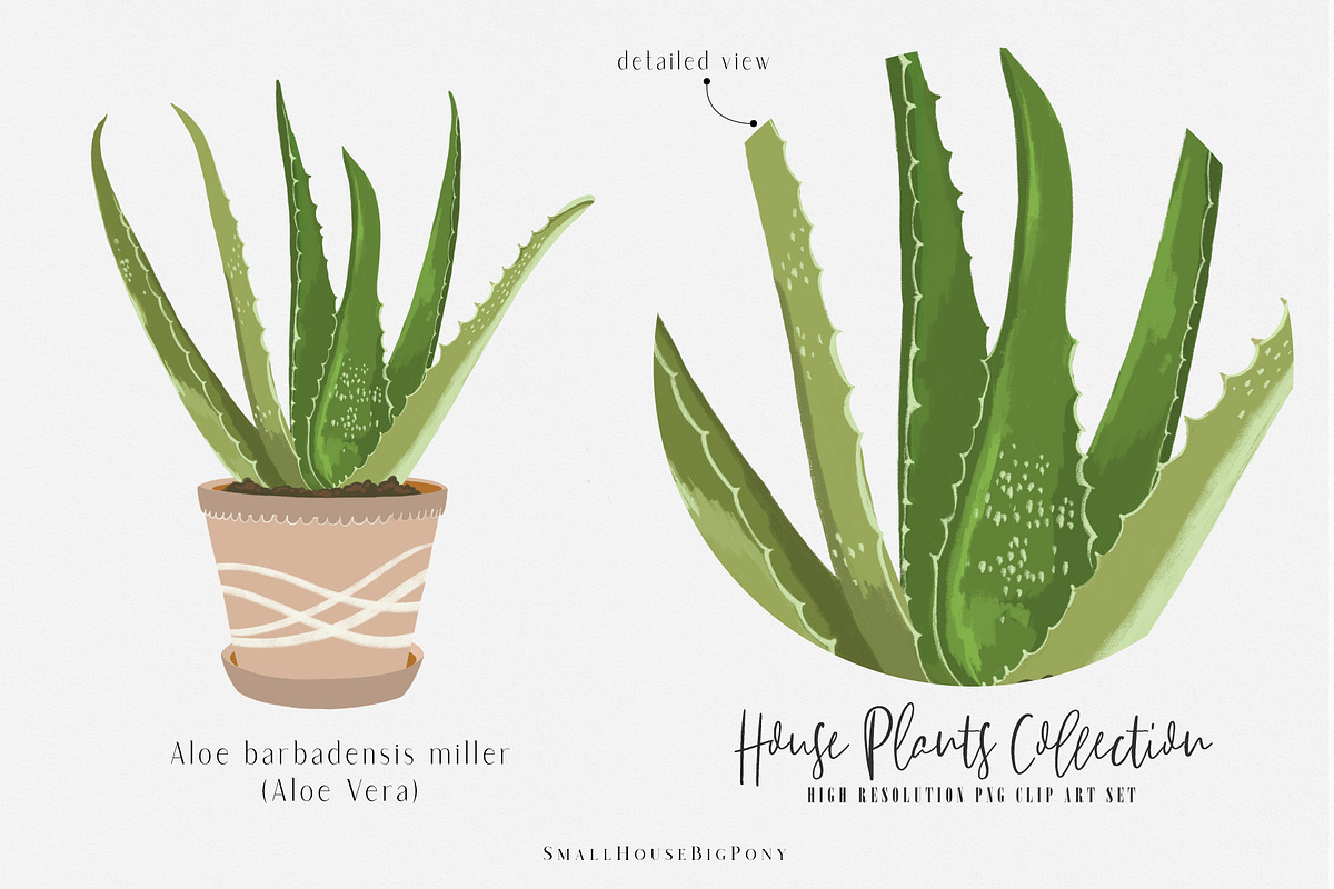 House Plants Collection Set II, a Graphic by SmallHouseBigPony (Photo 4 of 21)