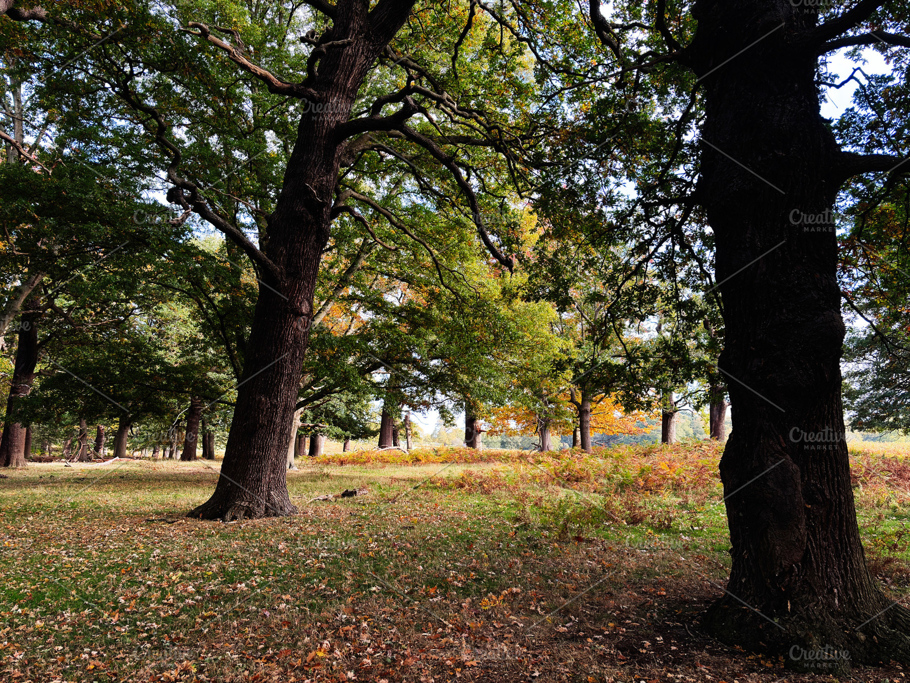Autumn park in London with large trees and colorful leaves creating a peaceful, a Nature Photo by AS photostudio