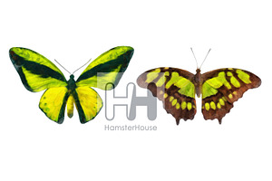 Watercolor Butterflies, 10 Png