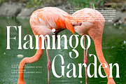 Silent Gingers Modern Serif Font, a Serif Font by timelesstype.co (Thumbnail 5 of 20)