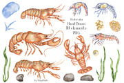 Watercolor Lobster Life Cycle, an Education Illustration by MayaNavits (Thumbnail 5 of 7)