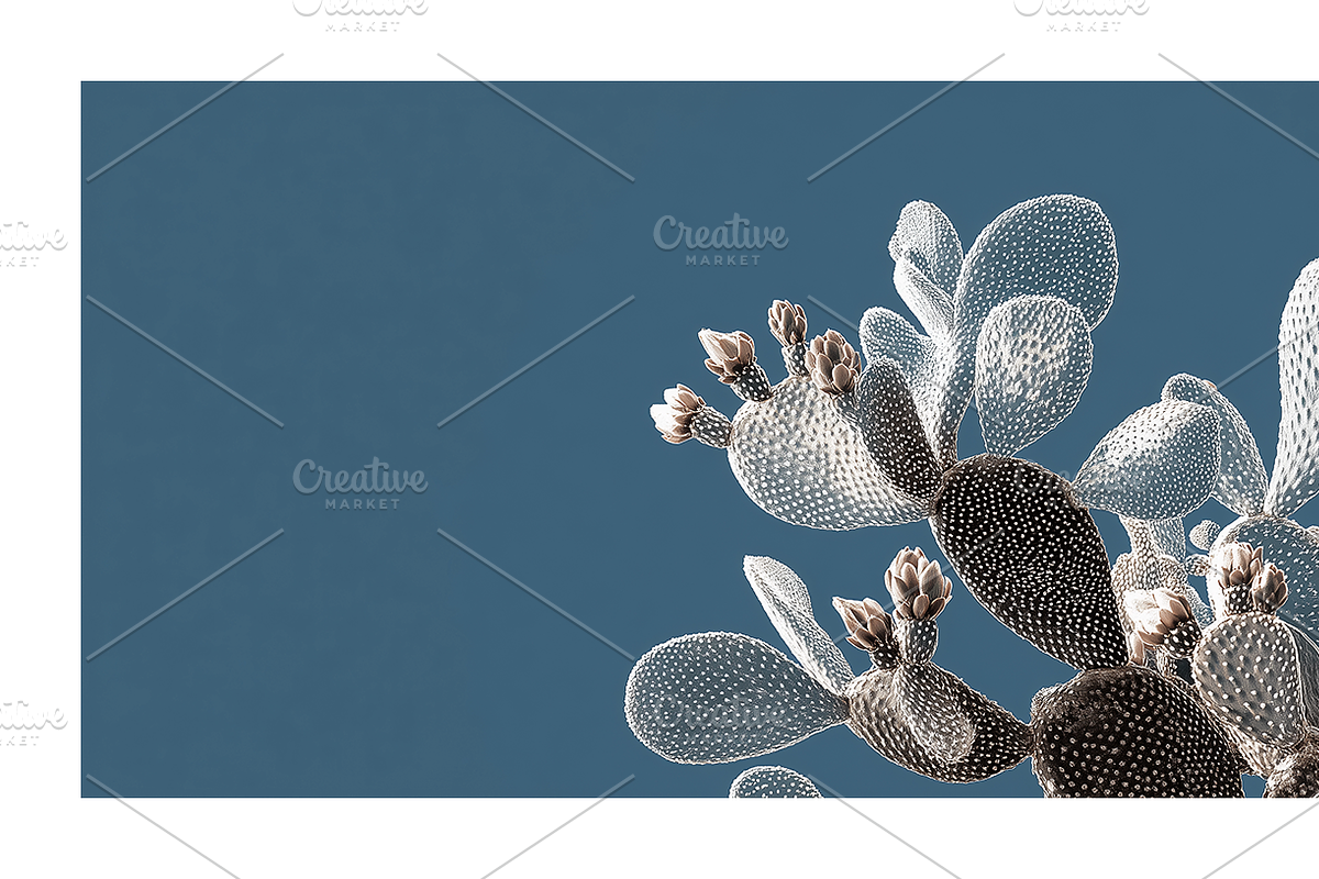Arid Co · Desert Plantscape, a Texture Illustration by milatovar (Photo 8 of 20)