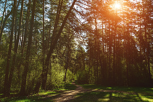 Forest path winding through green trees. Sunlit park landscape., a Nature Photo by Eugene_Photo