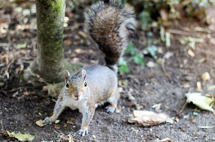 Squirrel stock photo, an Animal Photo by colleenjones