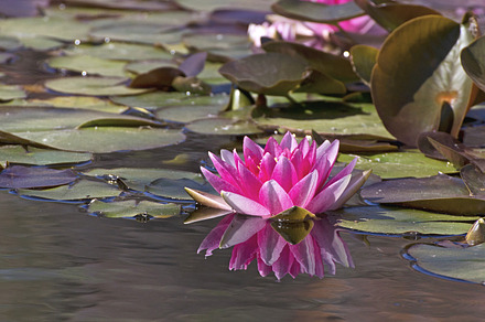 Lotus Flowers With Leaves preview 5