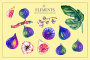 Figura Fig Plant Watercolor clipart, a Food Illustration by SashaKondr (Thumbnail 12 of 12)