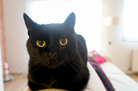 The black cat with yellow eyes lies on a sofa., an Animal Photo by RF Images