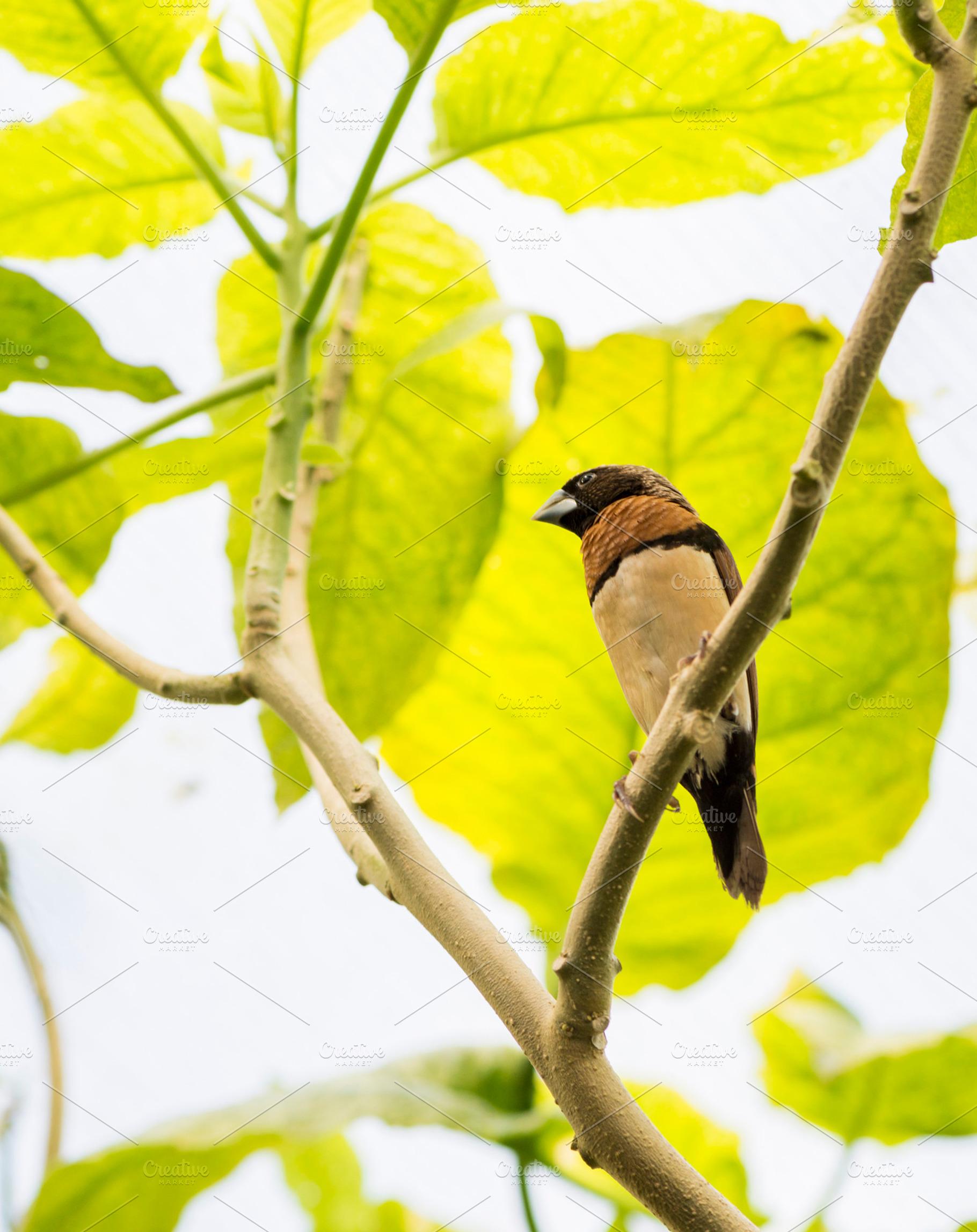 Tropical bird containing bird, animal, and avian, an Animal Photo by Arnaufoto