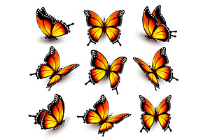 Beautiful Orange Butterflies