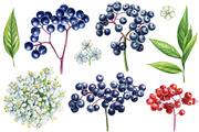 Fruits and berries, an Illustration by Hanna Hryharenka (Thumbnail 2 of 16)