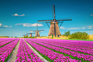 Tulip fields and wooden windmills, a Nature Photo by Alpine Dreams