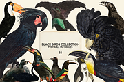 Black Birds Collection, an Animal Illustration by Lilithcollageart (Thumbnail 1 of 7)
