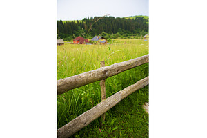 Carpathian nature in summer, a Nature Photo by Artsaba Family