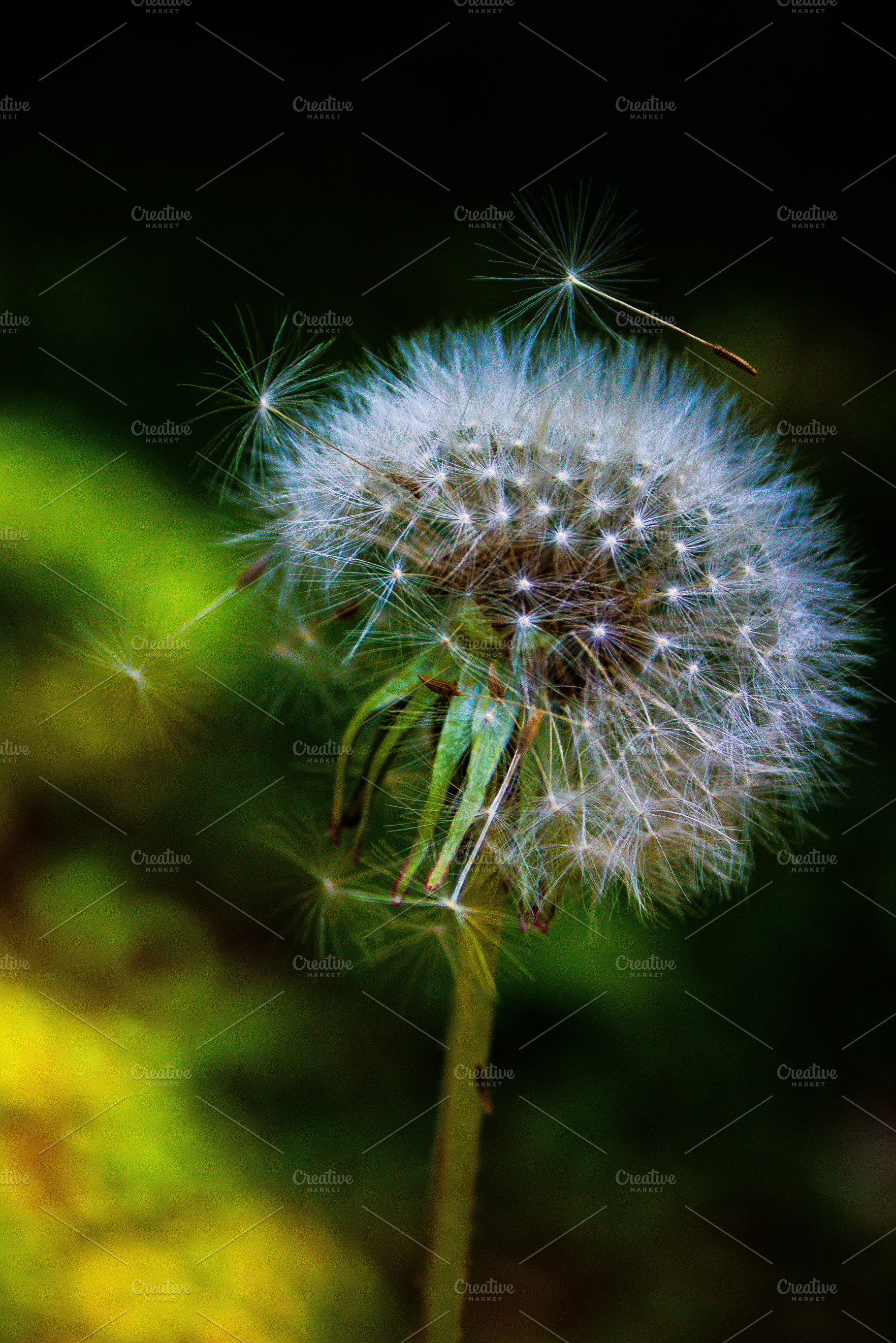 Dandelion, a Nature Photo by jakub_kopecky