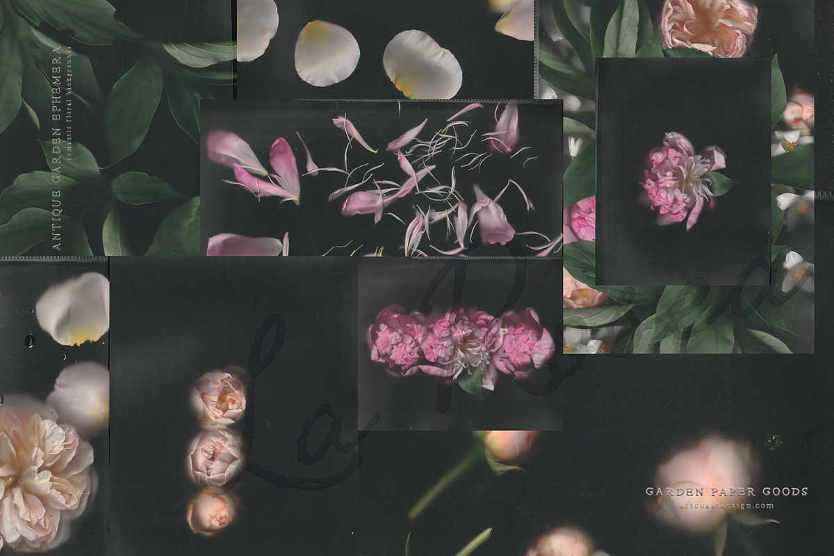 La Rosea — Botanical Floral Ephemera, a Background Graphic by nadispasibenko (Photo 3 of 8)