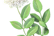 Elder Plant Botanical Illustration, an Illustration by Anna Repp Illustration (Thumbnail 7 of 7)