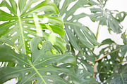 Living with Plants Photo Bundle, a Nature Photo by Wellness Stock Market (Thumbnail 5 of 11)